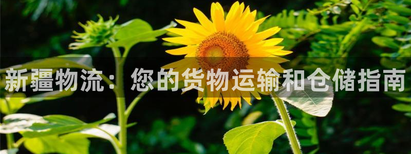 28圈官方网站预测