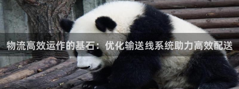 28圈官网开奖结果预测：物流高效运作