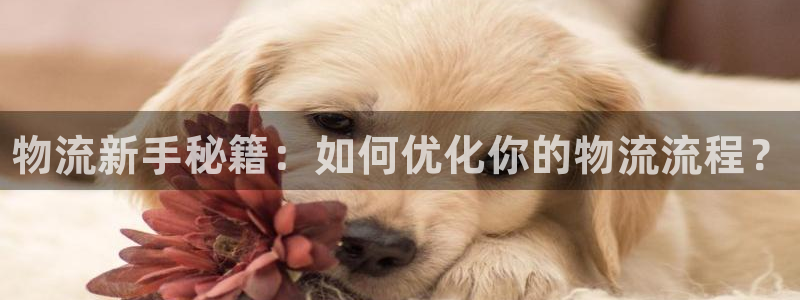 28圈下载二维码怎么弄：物流新手秘籍：如何优化你的物流流程？