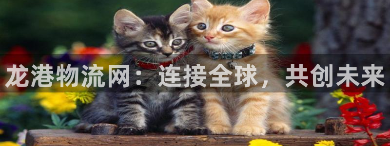 28圈注册流程：龙港物流网：连接全球