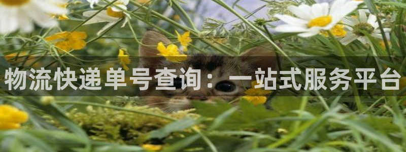 28圈链官网：物流快递单号查询：一站